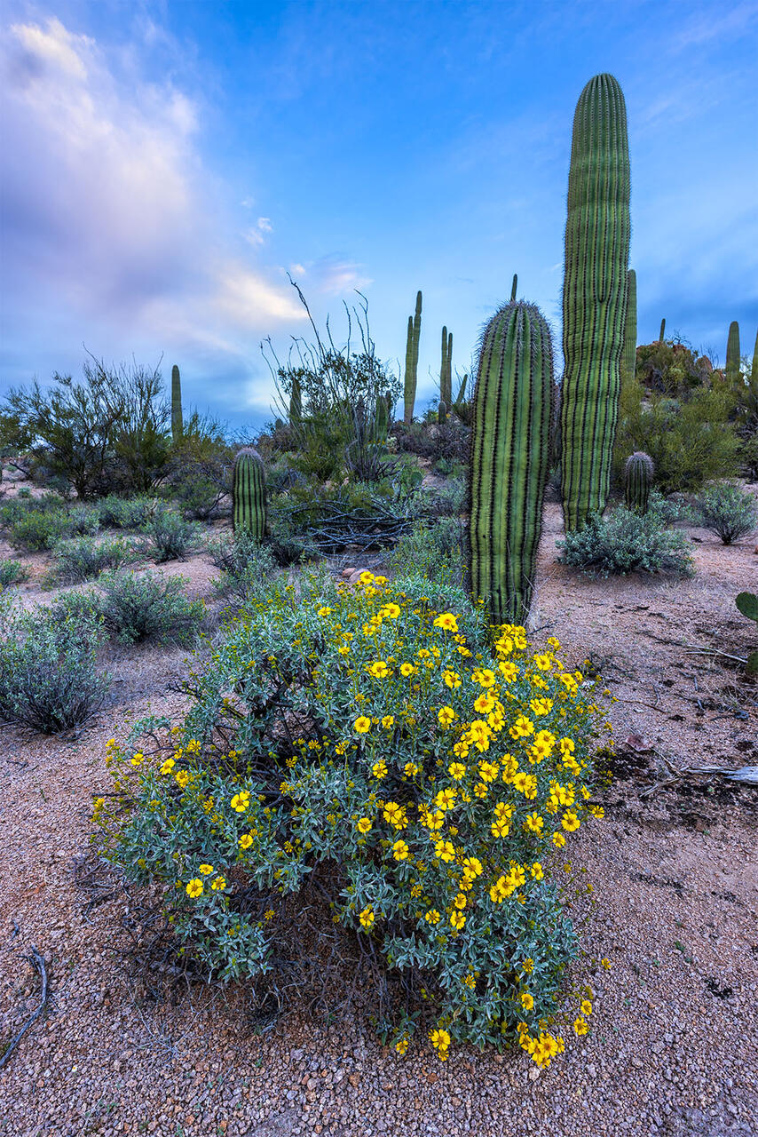 Yuma County, Arizona: Where the Desert Blooms with Opportunity